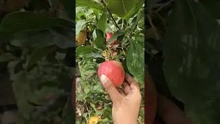 Maple Grove Orchards Farm Market | Apple picking | Strawberry Picking