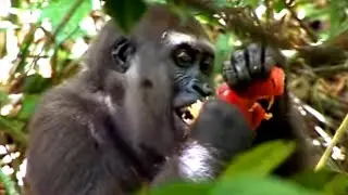 Gorillas Picking Bamboo Fruit | BBC Earth