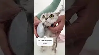 cat lover video ko like krin subscribe please #funny #unfrez #cat #unfrez #youtubeshorts #youtuber
