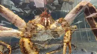 GH017470 | Live Animal KING CRAB and Prices, it's huge big crab, Asian Store | VnnHome Shopping 2025