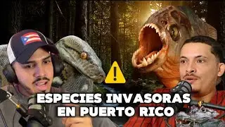 Tratan de introducir pirañas a Puerto Rico! La verdad sobre especies introducidas !