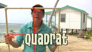Animal Jam - Dr. Tierney Thys and a quadrat
