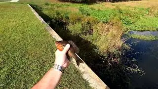 Catching The Most Beautiful Sunfish Ever! #fishing #bankfishing #sunfish