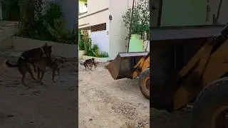 JCB 3DX dog amazing video 🔥💯 #jcb #tractor #jcbvideo #bulldogs