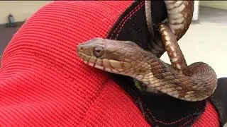 Wild Hypomelanistic Banded Water Snake