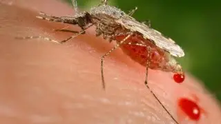 Malaria cases in Florida, Texas are the first US spread in 20 years, CDC warns