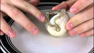 How to Boil an Egg in the Plastic Cup! - Science Expirement