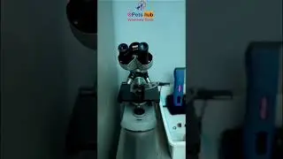 petshub veterinary clinic Dubai aljaddf عيادة بيطرية دبي الجداف