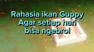 Tips agar ikan guppy cepat hamil lagi setelah melahirkan. #guppyfish #guppypemula