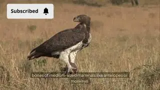 Martial eagle: African fearless hunter 