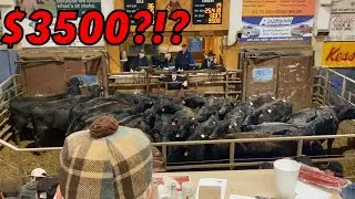 How Can We Afford Cows??