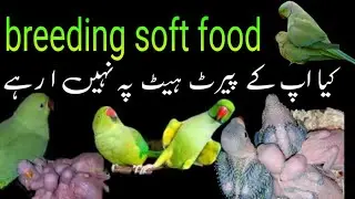 Indian Ringneck Parrot Soft Food | Soft Food Kaise Banaye Aur Parrot Ko Kaise Lagaye