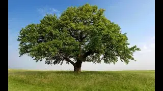 Benjamin Franklin - The Shade Tree