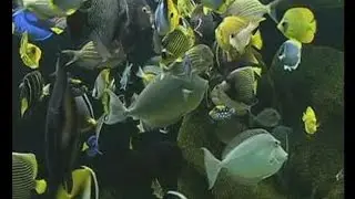 New Life Spectrum - Marine Fish Foods