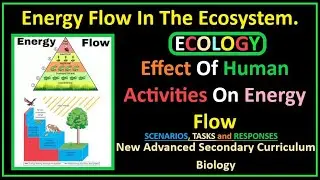 Ecology-5-Energy Flow in The Ecosystem and Effect of Human Activities on Energy Flow.
