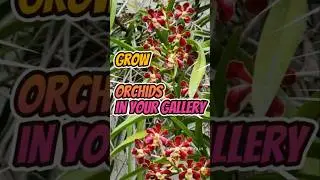 ऑर्किड्स फुलवा तुमच्या गॅलरी मध्ये | Orchids in your Gallery
