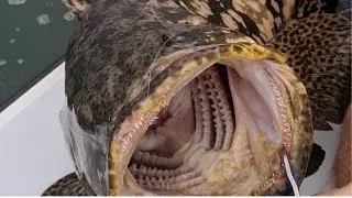 Goliath Groupers Caught | Malpe fishing | #CGAnglers #goliath #fishing #surf #trending