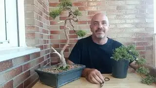 Como pinzar los Juniperus.  !!! Y PORQUE !!!