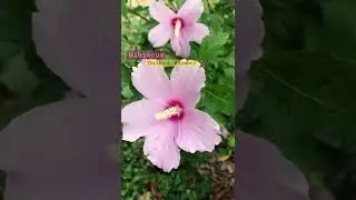 Hibiscus flower || Gulhad flower || Nature #shorts #hibiscus