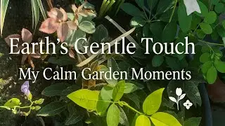 Earth's Gentle Touch My Calm Garden Moments..🥀💗🌷