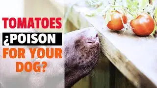 🐶🍅Can DOGS eat TOMATOES or is it POISONOUS?