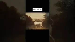 Dogs breeds then vs now😳 #shorts