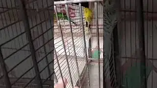 bird lover #bird #parrot #viral #video #views