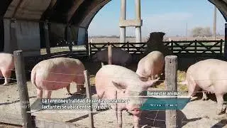 Estr&eacute;s cal&oacute;rico en porcinos