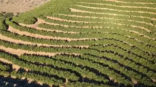 Plantaci&oacute;n de Clementinas y Cosecha