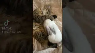 #relax #Katzen #dream #techforpets