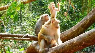 Absolutely Great Mother Monkey Rose Patiently Teaches Baby Rina to Climb