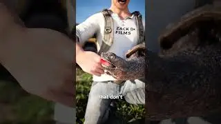 Щелкающие черепахи никогда не отпустят 😳