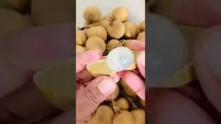 Longan Fruit | #shorts | lungan | #longan | #tropicalfruit
