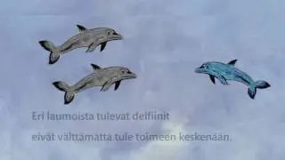 Delfiinit eiv&auml;t kuulu vankeuteen