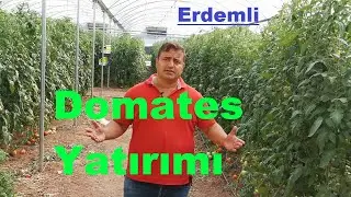 Mersin  Seraları - Serada Domates Yetiştirmek - Domates Yatırımı