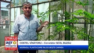 Planta care poate &icirc;nlocui carnea - MORINGA