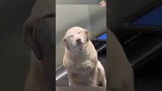 Забавные собаки 🐶 Попробуйте не засмеяться! 😜 У вас не получится! #Короткометражки Часть 88