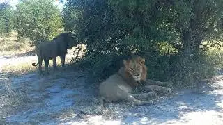 The lions of the Mababe depression