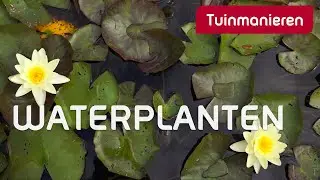 Welke waterplanten zijn er zoal? | Vijver | Tuinmanieren