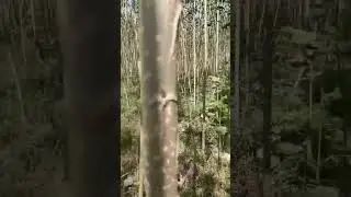 poplar110 variety up Sitapur 34