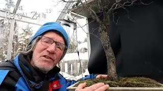 Pruning My American Elm, The Bonsai Zone, Feb 2026