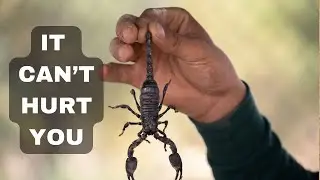 Tailless Whip Scorpion Facts the BUG from HARRY POTTER | Animal Infopedia