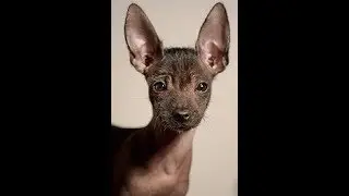Xoloitzcuintli, Sacred Dog of the Ancient Mexicans: Mexico Unexplained, Episode 148