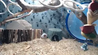 Atlantis Critter Cam #125: 5-6 Week old baby male rats