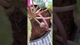 cyclamen seeds collection