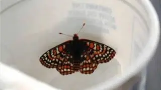 The Quino Checkerspot Captive Breeding Technique