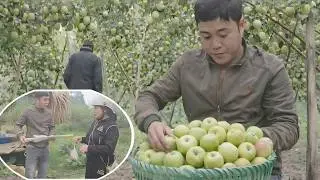 He went to pick apples to sell at the market. He told his mother that his sister was pregnant.