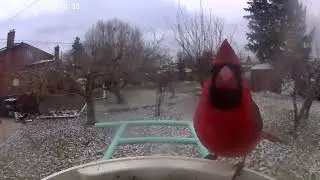 A male Northern Cardinal at a Netvue Birdfy Smart Bird Feeder