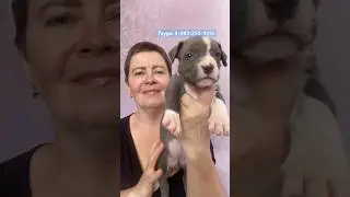 ❤️ГАУРИ IZ DOMA ERDLE 1 месяц❤️ #амстафф #щенкиамстаффа #питомникамстаффов #amstaff #puppy