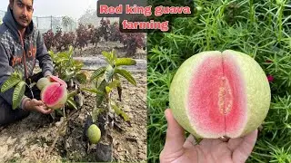Red king guava plant / red king guava plant prices / Red king guava farming / #guava / #plants 